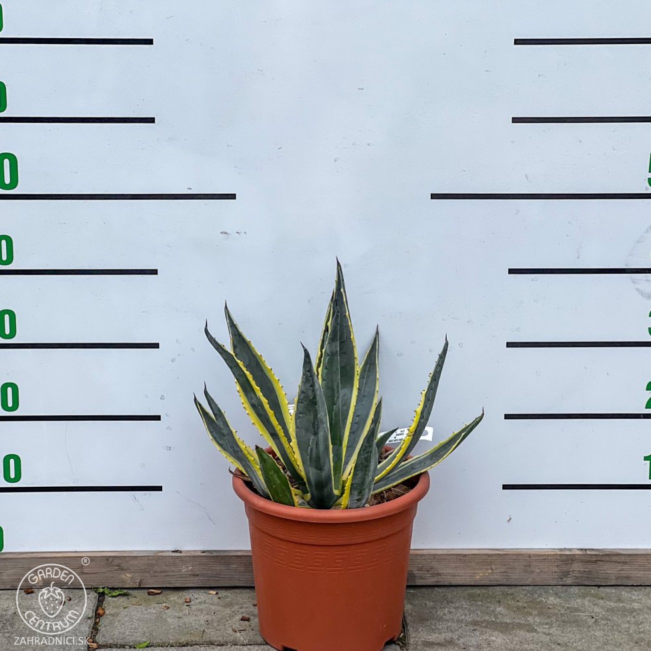 Obrázok Agáva americká (Agave americana) ´VARIEGATA´ - výška 15-20 cm, ⌀ ružice 20-30 cm, kont. C6L (-10°C)